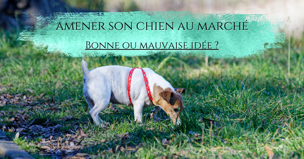Amener son chien au marché, bonne ou mauvaise idée&nbsp;?
