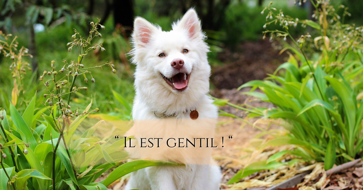 &nbsp;&raquo; Il est gentil !&nbsp;&laquo;&nbsp;