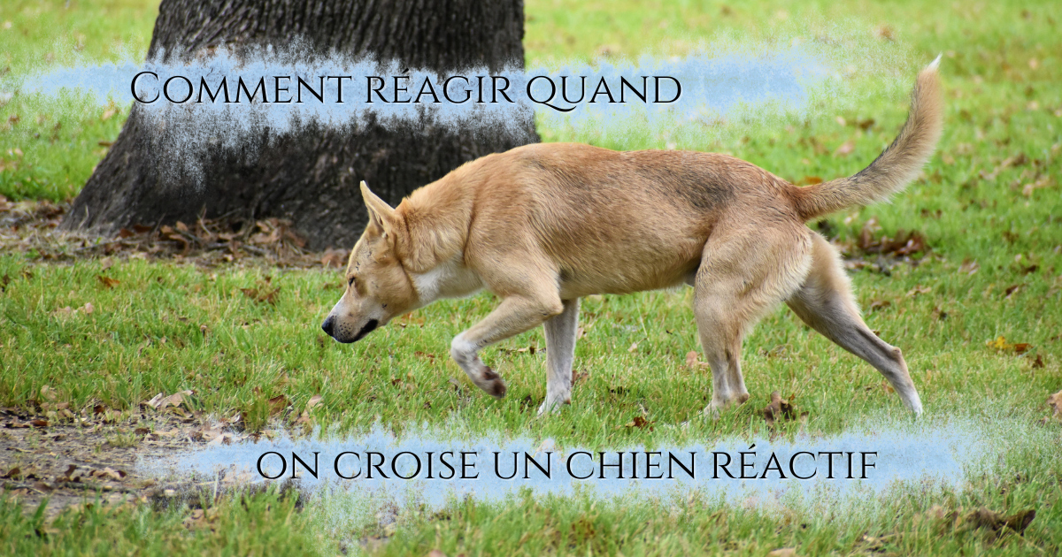 Comment réagir quand on croise un chien réactif&nbsp;?