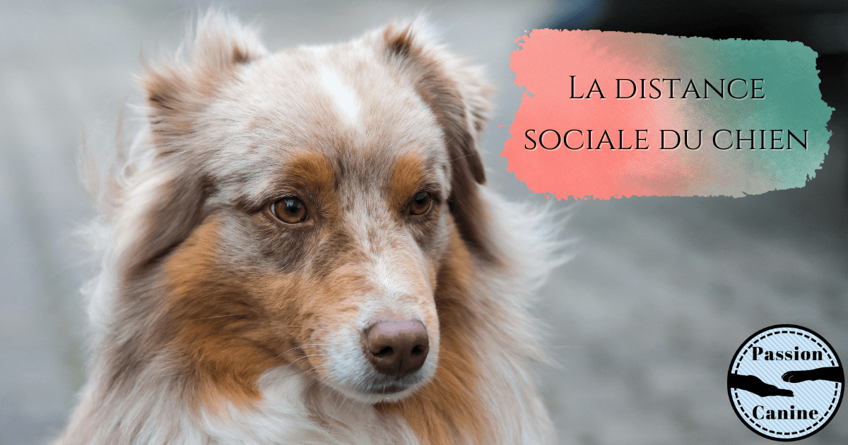 La distance sociale du&nbsp;chien