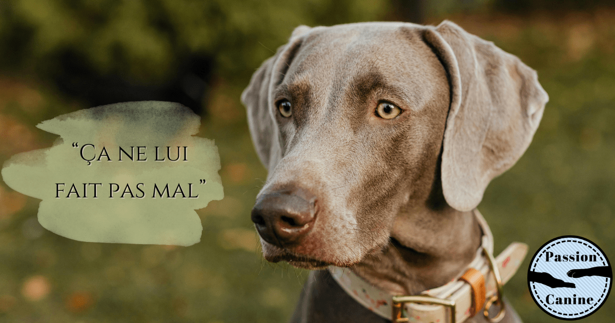 &laquo;&nbsp;Ça ne lui fait pas mal&nbsp;&raquo;