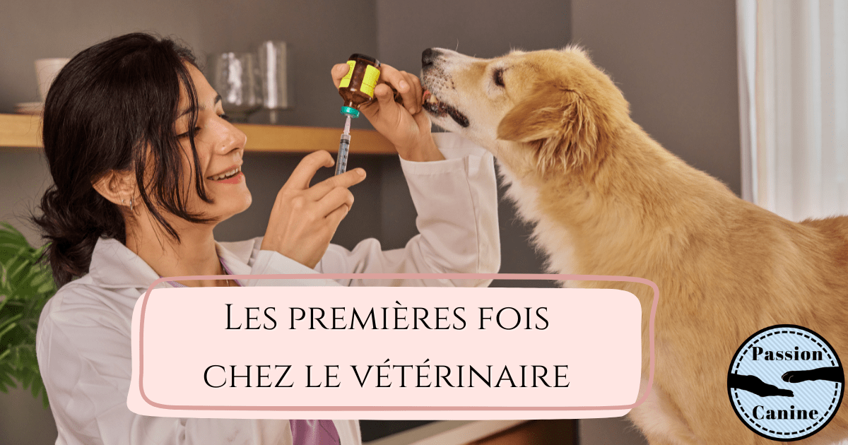 Les premières fois chez le&nbsp;vétérinaire