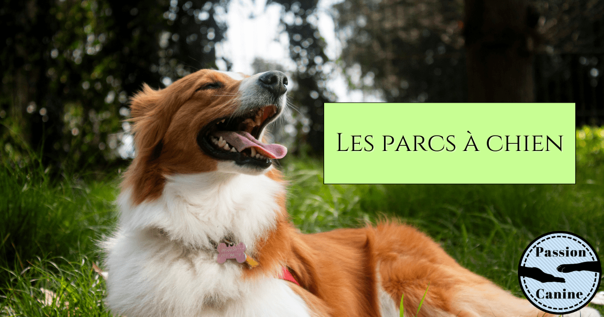 Les parcs à&nbsp;chien