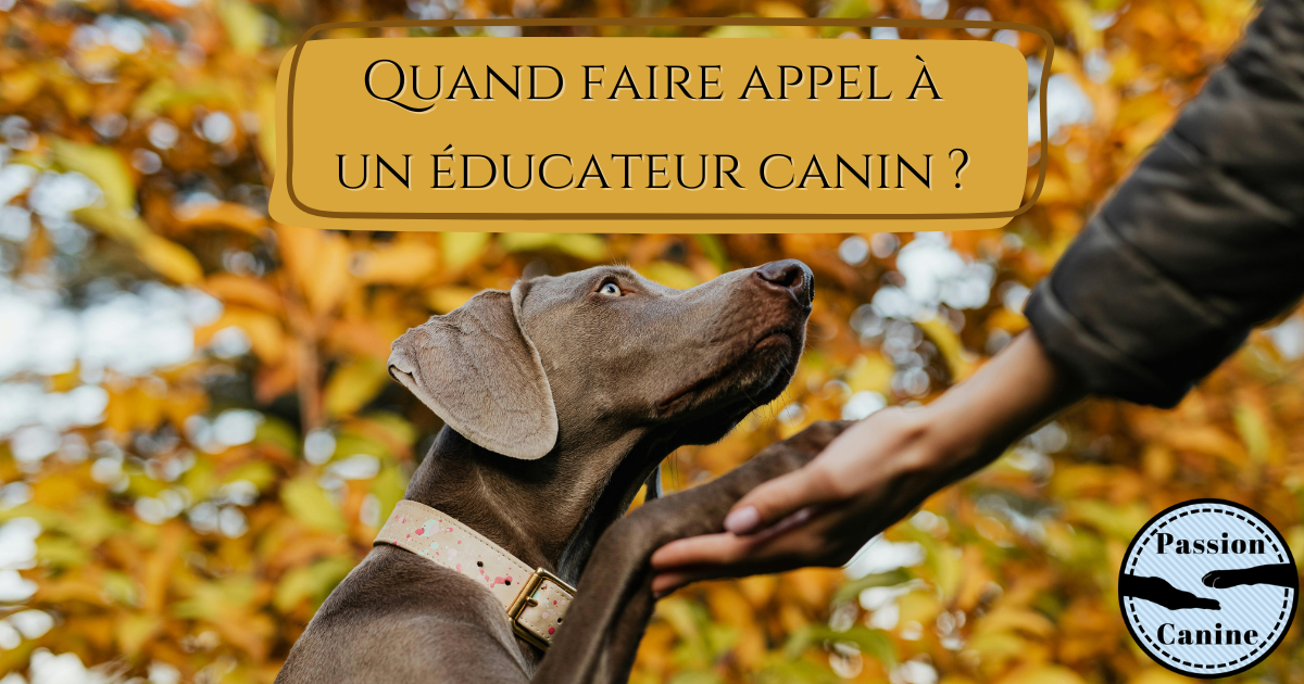 Quand faire appel à un éducateur canin&nbsp;?