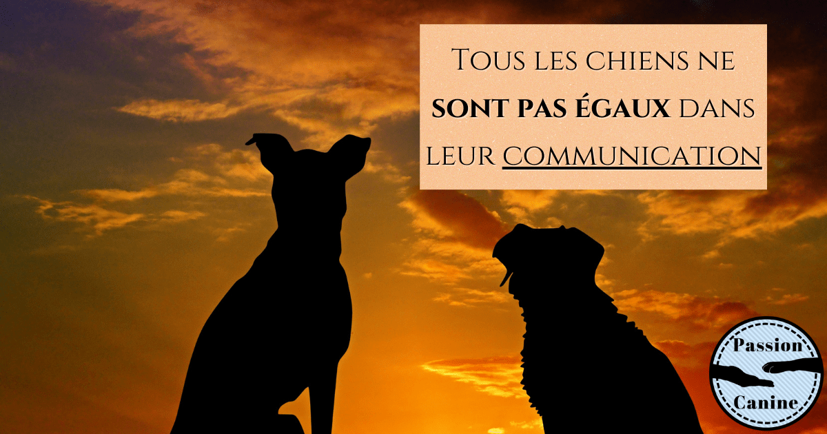 Tous les chiens ne sont pas égaux dans leur&nbsp;communication