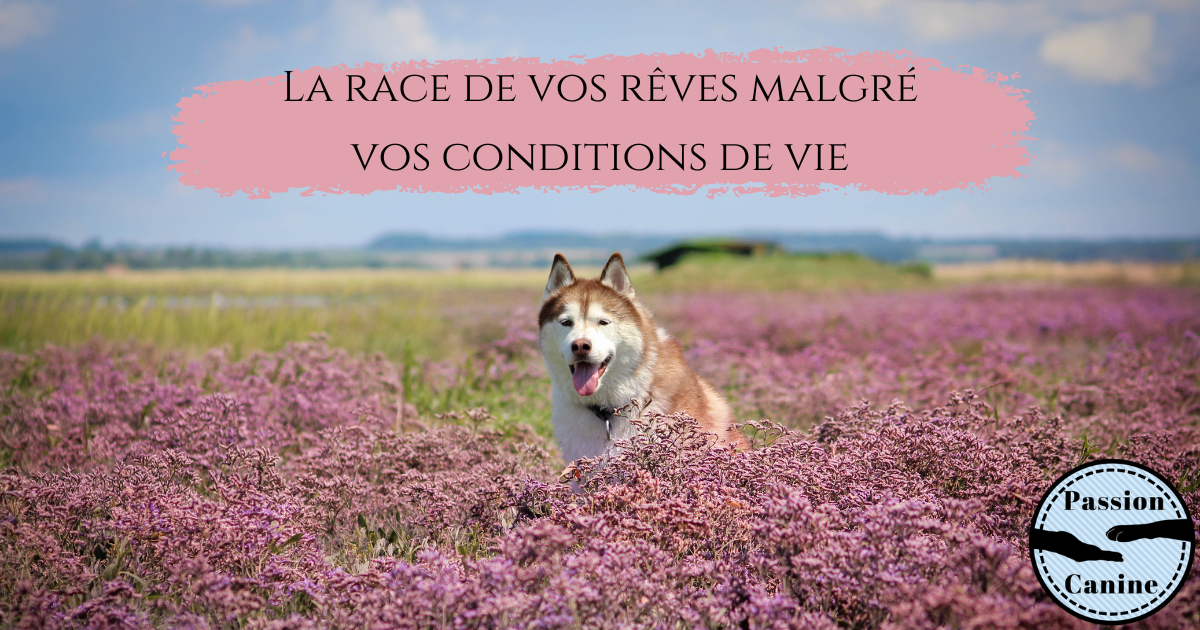 La race de vos rêves malgré vos conditions de&nbsp;vie