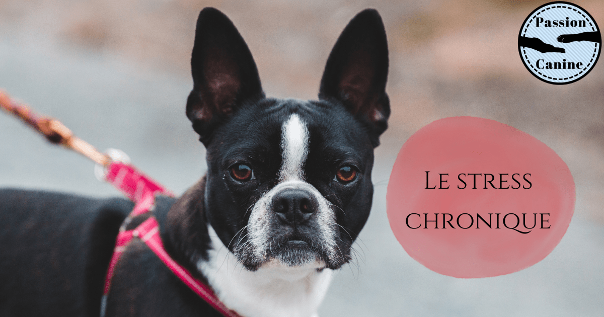 Le stress chronique