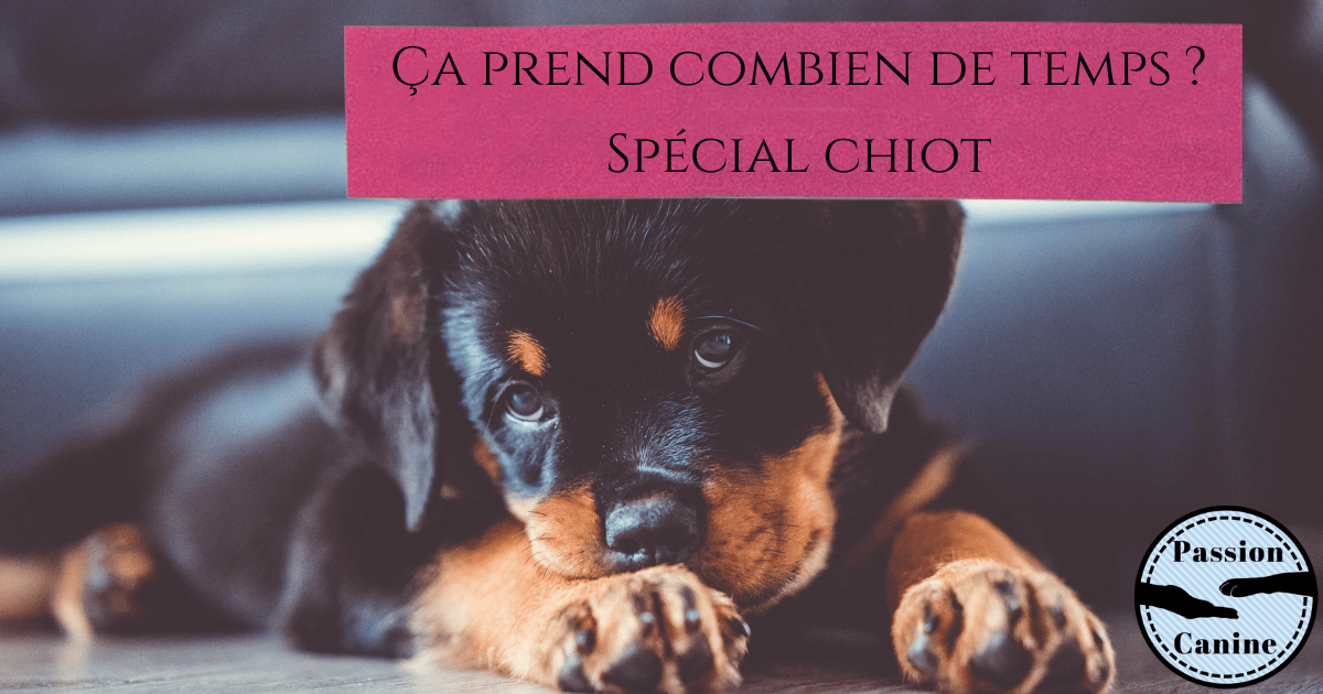 Ça prend combien de temps ? Spécial&nbsp;chiot