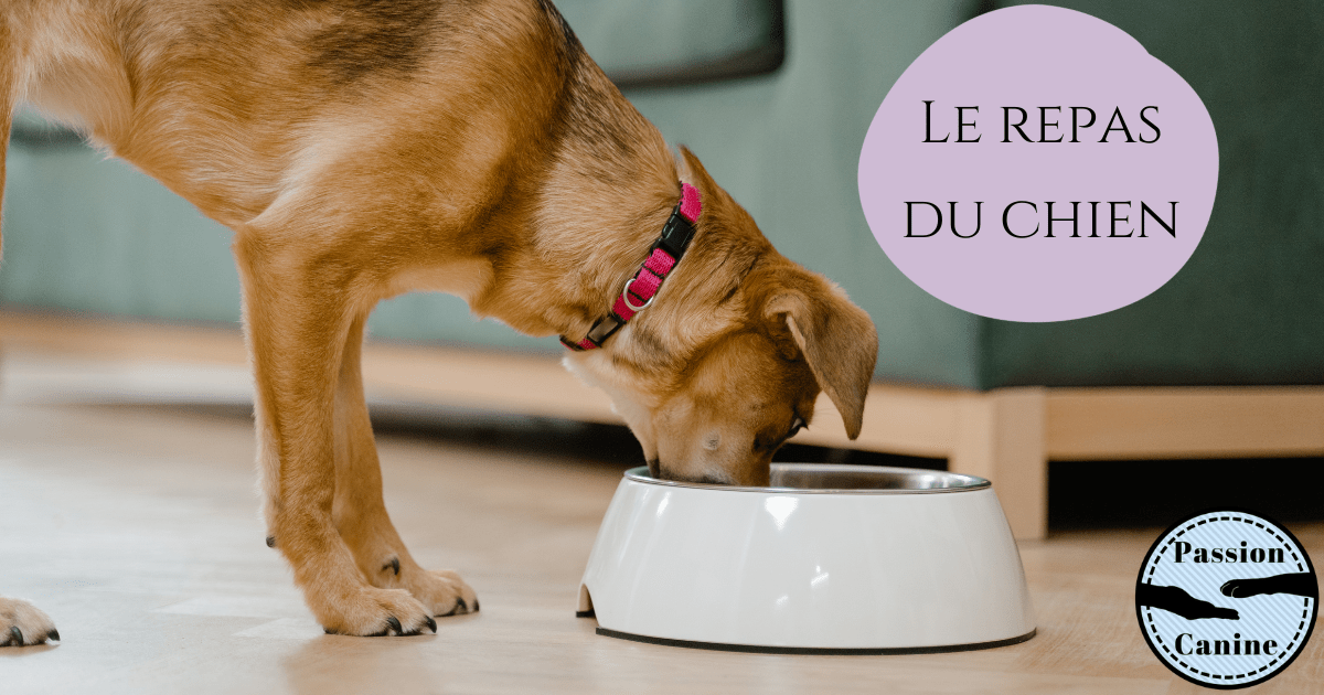 Le repas du&nbsp;chien