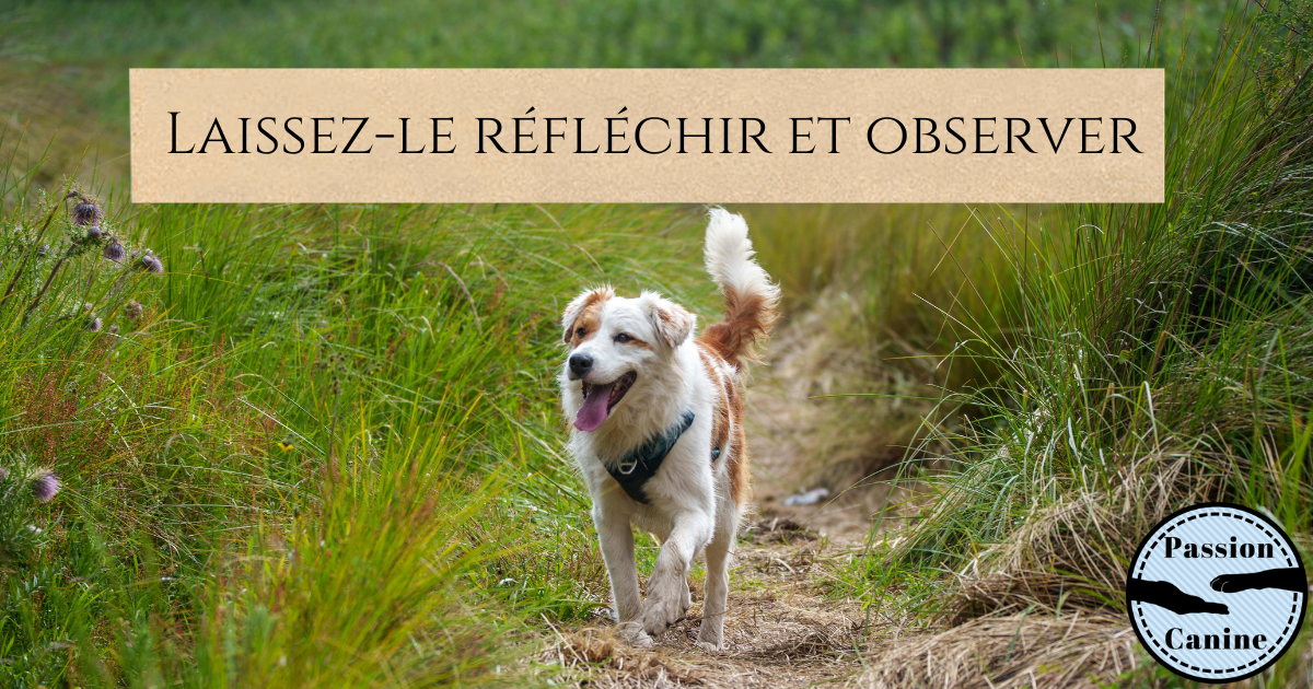 Laissez-le réfléchir et&nbsp;observer
