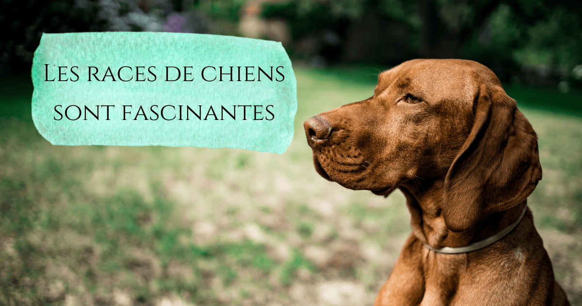 Les races de chien sont&nbsp;fascinantes